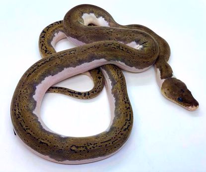 Picture of Pied Probable Citron Male