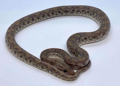 Picture of Ghost Columbian Rainbow Boa