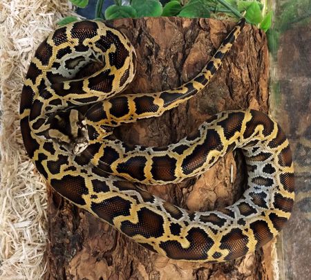 Picture for category Burmese Pythons