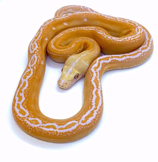 Picture of 0.1 White Goldenchild